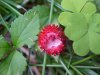 Indian Strawberry (Duchesnea indica)