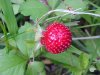 Indian Strawberry (Duchesnea  indica)