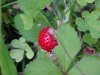 Indian Strawberry (Duchesnea  indica)