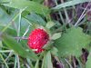 Indian Strawberry (Duchesnea indica)