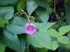 Purple-flowering Raspberry (Rubus odoratus)