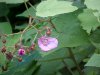 Purple-flowering Raspberry (Rubus odoratus)