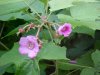 Purple-flowering Raspberry (Rubus odoratus)