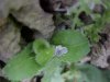 Common Speedwell (Veronica officinalis)