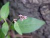 Lady's Thumb (Polygonum persicaria)