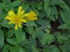 Wildflowers of LDEO, Columbia Univ., Palisades, N.Y., USA