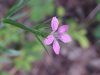 Deptford Pink; Grass Pink (Dianthus ameria)