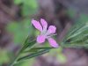 Deptford Pink; Grass Pink (Dianthus ameria)