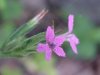 Deptford Pink; Grass Pink (Dianthus ameria)