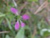 Deptford Pink; Grass Pink (Dianthus ameria)