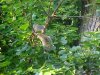Squirrel of LDEO, Columbia Univ., Palisades, N.Y., USA