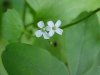 Garlic Mustard (Alliaria petiolata)