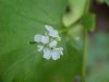 Garlic Mustard (Alliaria petiolata)