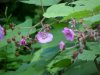 Purple-flowering Raspberry (Rubus odoratus)
