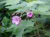 Purple-flowering Raspberry (Rubus odoratus)