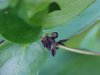 Black swallow-wort (Cynanchum nigrum; Cynanchum rossicum)
