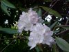 Mountain Rosebay; Catawba Rhododendron (Rhodododendron catawbiense)