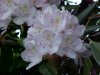 Mountain Rosebay; Catawba Rhododendron (Rhodododendron catawbiense)