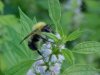 In focus Bee on Motherwort (Leonurus cardiaca)