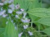 Motherwort (Leonurus cardiaca)