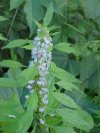 Motherwort (Leonurus cardiaca)