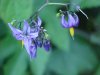Bittersweet Nightshade; Climbing Nightshade; Deadly Nightshade (Solanum dulcamara)