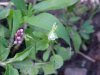 Lady's Thumb (Polygonum persicaria) and Field Pansy (Viola kitaibeliana)