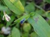 Asiatic Dayflower; Mouse Flower (Commelina communis) (has flowers that open for only one day)