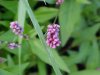 Lady's Thumb (Polygonum persicaria)