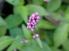 Lady's Thumb (Polygonum persicaria)
