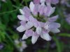 Crown Vetch (Coronilla varia)
