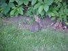 Baby rabbit of LDEO, Columbia Univ., Palisades, N.Y., USA