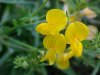Birdsfoot Trefoil (Lotus corniculata)
