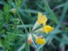 Birdsfoot Trefoil (Lotus corniculata)