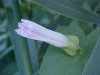 Field Bindweed (Convolvulus arvensis)