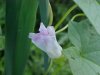 Field Bindweed (Convolvulus arvensis)