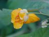 Pale Touch-me-not; Jewelweed (Impatiens pallida)