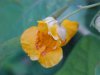Pale Touch-me-not; Jewelweed (Impatiens pallida)