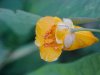 Pale Touch-me-not;  Jewelweed (Impatiens pallida)