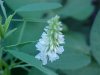 White Sweet Clover (Melilotus alba)