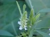 White Sweet Clover (Melilotus alba)