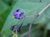 Bittersweet Nightshade; Climbing Nightshade; Deadly Nightshade (Solanum dulcamara)