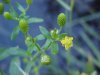 Kidneyleaf Buttercup (Ranunculus abortivus)