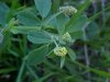 Black Medick (Medicago lupulina)