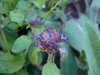 Heal-all; Self-heal (Prunella vulgaris)