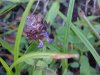 Heal-all; Self-heal (Prunella vulgaris)