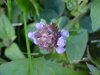 Heal-all; Self-heal (Prunella vulgaris)