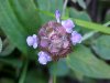 Heal-all; Self-heal (Prunella vulgaris)