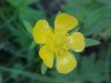 Common Buttercup (Ranunculus acris)