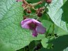 Purple-flowering Raspberry (Rubus odoratus)